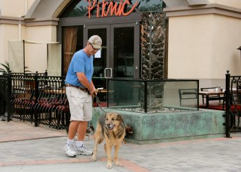 Pet Trainer Playa Vista